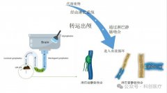 临床见证：微血管吻合装置助力阿尔茨海默病临床治疗